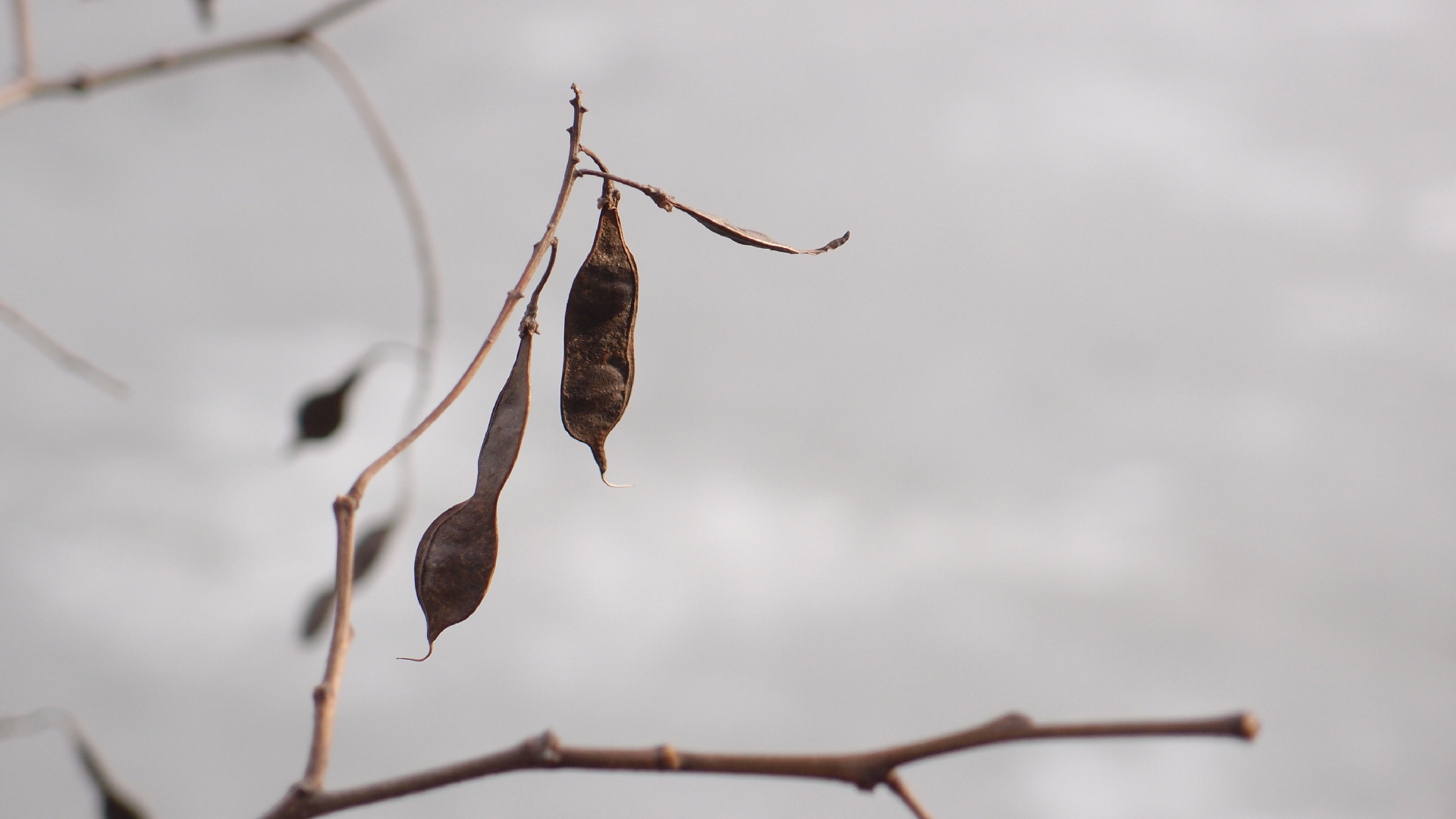 2021-03-10 Hanno Leichtmann - 1996 Monolith (rauschpartikel Remix 1 - 3)